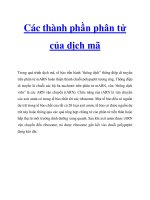 Các thành phần phân tử của dịch mã pptx