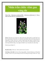 Nhân trần chữa viêm gan vàng da pdf