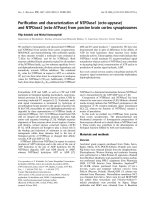 Báo cáo khoa học: Puriﬁcation and characterization of NTPDase1 (ecto-apyrase) and NTPDase2 (ecto-ATPase) from porcine brain cortex synaptosomes doc