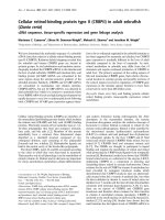Báo cáo khoa học: Cellular retinol-binding protein type II (CRBPII) in adult zebraﬁsh (Danio rerio) cDNA sequence, tissue-speciﬁc expression and gene linkage analysis pptx