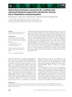 Báo cáo khoa học: Interactions between coenzyme B12 analogs and adenosylcobalamin-dependent glutamate mutase from Clostridium tetanomorphum pot