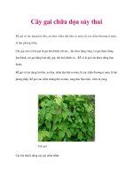 Cây gai chữa dọa sảy thai pdf
