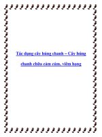 Tác dụng cây húng chanh – Cây húng chanh chữa cảm cúm, viêm họng pot