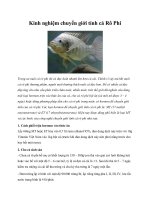 Kinh nghiệm chuyển giới tính cá Rô Phi pptx