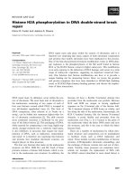 Báo cáo khoa học: Histone H2A phosphorylation in DNA double-strand break repair pot
