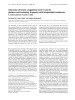 Báo cáo Y học: Interaction of bovine coagulation factor X and its glutamic-acid-containing fragments with phospholipid membranes A surface plasmon resonance study pdf