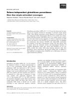 Báo cáo khoa học: Seleno-independent glutathione peroxidases More than simple antioxidant scavengers pptx