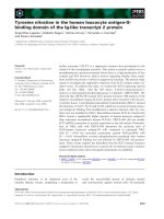 Báo cáo khoa học: Tyrosine nitration in the human leucocyte antigen-Gbinding domain of the Ig-like transcript 2 protein ppt