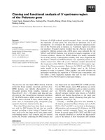 Báo cáo khoa học: Cloning and functional analysis of 5¢-upstream region of the Pokemon gene pptx