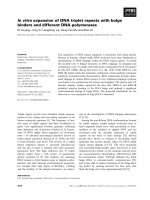Báo cáo khoa học: In vitro expansion of DNA triplet repeats with bulge binders and different DNA polymerases pdf