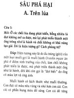 Sâu phá hại trên lúa pptx