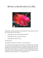 Bài học cơ bản khi nuôi cá La Hán. pptx