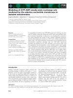 Báo cáo khoa học: Modeling of ATP–ADP steady-state exchange rate mediated by the adenine nucleotide translocase in isolated mitochondria potx