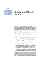 Plant physiology - Chapter 12 Assimilation of Mineral Nutrients potx