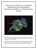 Ảnh hưởng của nhiệt độ lên sự hình thành trứng nghỉ của luân trùng nhiệt đới Brachionus rotundiformis Tschugunoff dòng siêu nhỏ ppt