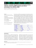 Báo cáo khoa học: Utp25p, a nucleolar Saccharomyces cerevisiae protein, interacts with U3 snoRNP subunits and affects processing of the 35S pre-rRNA docx