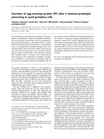 Báo cáo Y học: Secretion of egg envelope protein ZPC after C-terminal proteolytic processing in quail granulosa cells doc