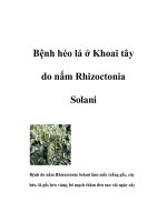 Bệnh héo lá ở Khoai tây do nấm Rhizoctonia Solani ppt