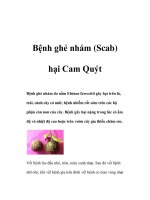 Bệnh ghẻ nhám (Scab) hại Cam Quýt ppt