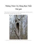 Những Thân Cây Rùng Rợn Nhất Thế giới pdf
