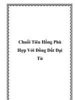 Chuối Tiêu Hồng Phù Hợp Với Đồng Đất Đại Từ potx