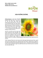 Hoa Hướng Dương pot