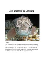 Cách chăm sóc cá Lóc kiểng pdf