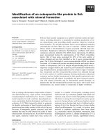 Báo cáo khoa học: Identiﬁcation of an osteopontin-like protein in ﬁsh associated with mineral formation pot