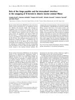 Báo cáo khoa học: Role of the hinge peptide and the intersubunit interface in the swapping of N-termini in dimeric bovine seminal RNase pptx