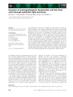 Báo cáo khoa học: Invasion of enteropathogenic Escherichia coli into host cells through epithelial tight junctions ppt