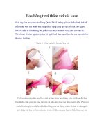 Hoa hồng tươi thắm với vải voan potx