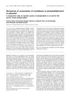 Báo cáo khoa học: Mechanisms of accumulation of arachidonate in phosphatidylinositol in yellowtail A comparative study of acylation systems of phospholipids in rat and the ﬁsh species Seriola quinqueradiata pot