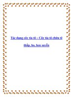 Tác dụng cây tía tô – Cây tía tô chữa tê thấp, ho, hen suyễn doc