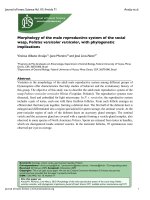 Morphology of the male reproductive system of the social wasp, Polistes versicolor versicolor, with phylogenetic implications pptx