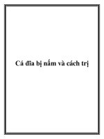 Cá đĩa bị nấm và cách trị pot