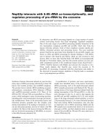 Báo cáo khoa học: Nop53p interacts with 5.8S rRNA co-transcriptionally, and regulates processing of pre-rRNA by the exosome ppt