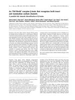 Báo cáo khoa học: An ‘Old World’ scorpion b-toxin that recognizes both insect and mammalian sodium channels A possible link towards diversiﬁcation of b-toxins ppt