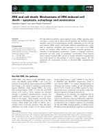 Báo cáo khoa học: ERK and cell death: Mechanisms of ERK-induced cell death – apoptosis, autophagy and senescence doc