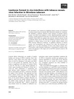 Báo cáo khoa học: Leadzyme formed in vivo interferes with tobacco mosaic virus infection in Nicotiana tabacum potx