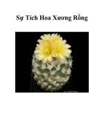 Sự Tích Hoa Xương Rồng... docx