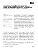 Báo cáo khoa học: Fluorescence quenching and kinetic studies of conformational changes induced by DNA and cAMP binding to cAMP receptor protein from Escherichia coli ppt