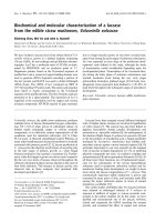 Báo cáo khóa học: Biochemical and molecular characterization of a laccase from the edible straw mushroom, Volvariella volvacea docx