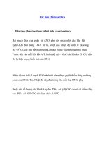 Các tính chất của DNA pptx