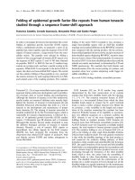 Báo cáo khoa học: Folding of epidermal growth factor-like repeats from human tenascin studied through a sequence frame-shift approach pdf
