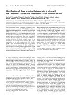 Báo cáo khoa học: Identiﬁcation of three proteins that associate in vitro with the Leishmania (Leishmania) amazonensis G-rich telomeric strand pdf