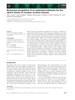 Báo cáo khoa học: Structural recognition of an optimized substrate for the ephrin family of receptor tyrosine kinases pot