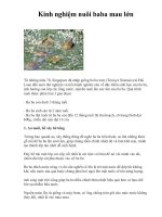 Kinh nghiệm nuôi baba mau lớn pptx