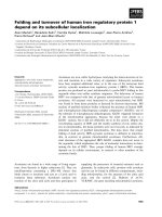 Báo cáo khoa học: Folding and turnover of human iron regulatory protein 1 depend on its subcellular localization pdf