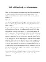 Kinh nghiệm cho cây ra trái nghịch mùa pptx