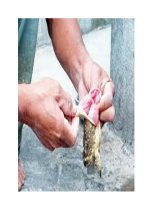 Chớ để mất mạng vì ăn thịt cóc doc